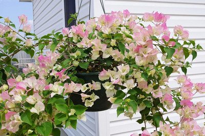 KS TRADERS Bougainvillea Plant(Hybrid, Pack of 1)