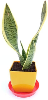 AFARTIOBINA Snake Plant(Hybrid, Pack of 1)