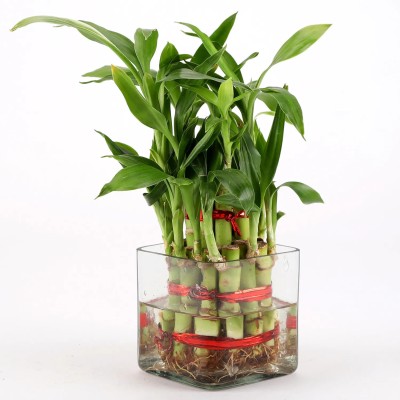 AGRAWBIC Two Layer Bamboo Plant(Hybrid, Pack of 1)