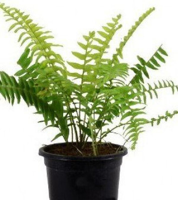 The Entacloo Fern Plant(Hybrid, Pack of 1)