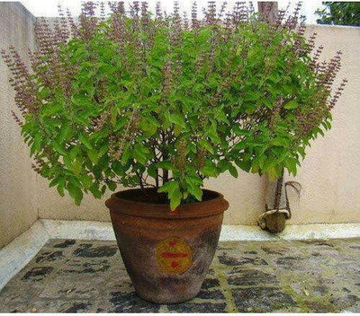 Paudha Tulsi Seed(20 per packet)