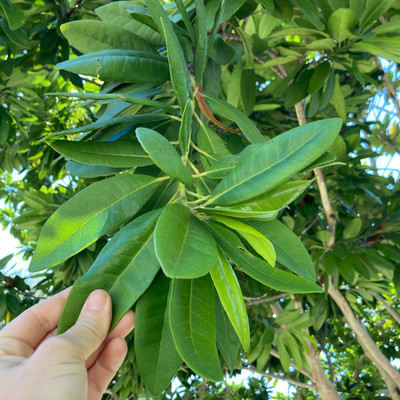 Spicejar All Spice Plant(Pack of 1)