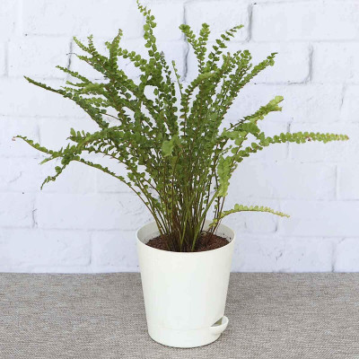The Entacloo Fern Plant(Hybrid, Pack of 1)