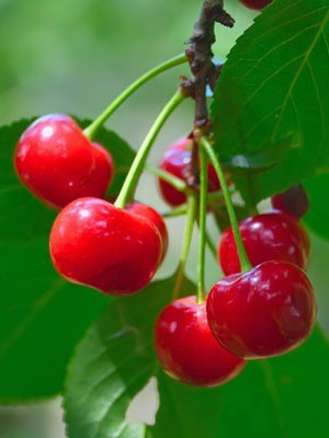 Cloud Farm Cherry Fruit Plant(Hybrid, Pack of 1)