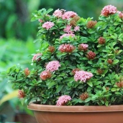 MAMONI TRADERS Trothic Ixora/Chethi Plant(Hybrid, Pack of 1)