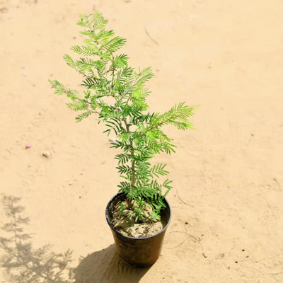 OIHOLO Shami/Jand Plant(Hybrid, Pack of 1)