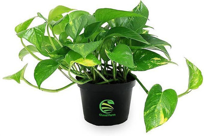 Cloud Farm Money Plant(Hybrid, Pack of 1)