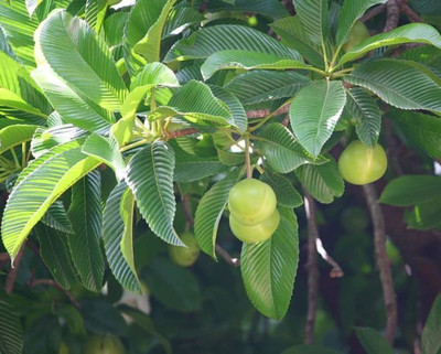 GLOBQRO Elephant Apple Plant(Hybrid, Pack of 1)