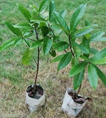PetalPath Rudraksha Plant(Hybrid, Pack of 1)