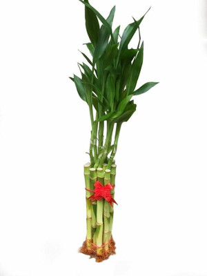 ARYAN EVERGREEN Two Layer Bamboo Plant(Hybrid, Pack of 1)