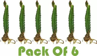 Cloud Farm Dragon Tree(Hybrid, Pack of 6)
