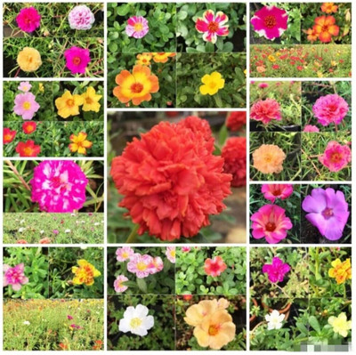 Asha Groups Portulaca Plant(Hybrid, Pack of 30)