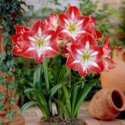 the green dotcom Lily Plant(Hybrid, Pack of 1)