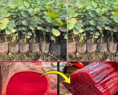 sadeshi busniss Red Sandalwood Plant(Hybrid, Pack of 1)