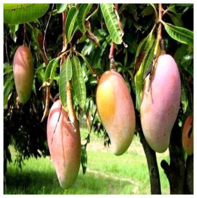 Thai grafted mango Mango Plant(Hybrid, Pack of 1)