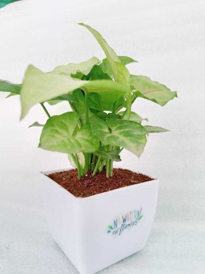 Cloud Farm Syngonium White Butterfly Plant(Hybrid, Pack of 1)