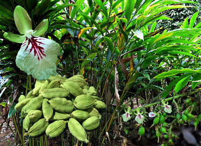 CYBEXIS LX-98 - Chota Elach -Cardamom -Veldode -Yallaki -EalaChai - (60 Seeds) Seed(60 per packet)