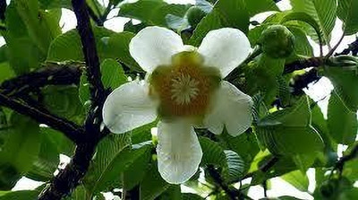 GLOBQRO Elephant Apple Plant(Hybrid, Pack of 1)