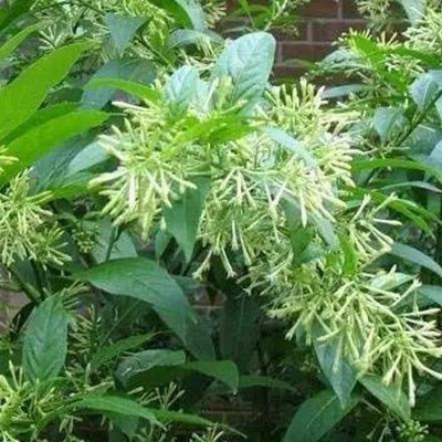 rimi Night Bloom Jasmine Plant(Hybrid, Pack of 1)