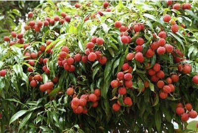 Aywal Sweet Lychee Fruit Seed(7 per packet)