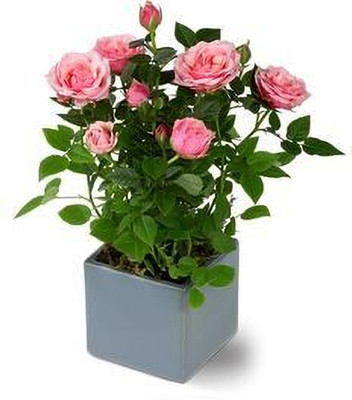 MAITRA AND SONS Rose Plant(Hybrid, Pack of 1)
