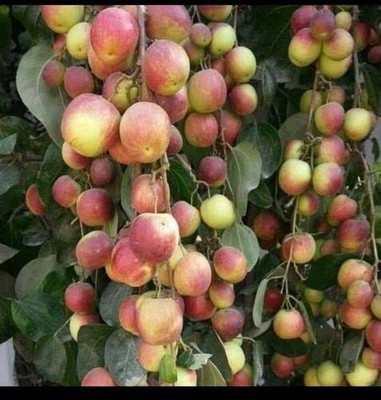 Aquinnah Ber Apple Plant(Hybrid, Pack of 1)