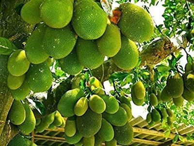 AFARTIOBINA Jackfruit Plant(Hybrid, Pack of 1)