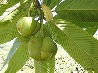 Cloud Farm Elephant Apple Plant(Hybrid, Pack of 1)