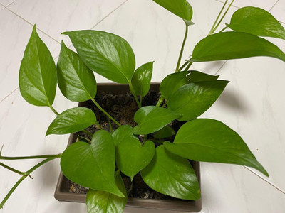 PPSGENTERPRISE Money Plant(Hybrid, Pack of 1)