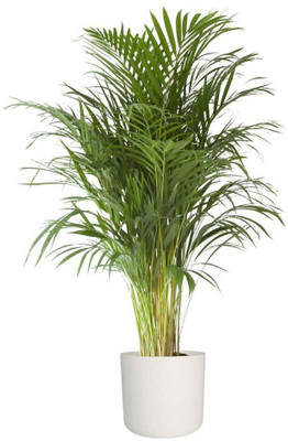 Cloud Farm Areca Palm(Hybrid, Pack of 1)