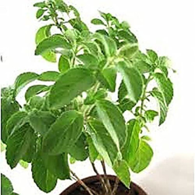 THE BHOWMICK Tulsi Plant(Hybrid, Pack of 1)