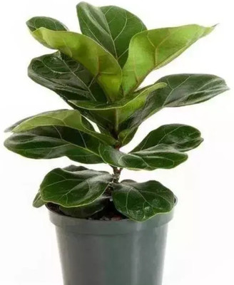 ABC African Tulip Tree(Pack of 1)