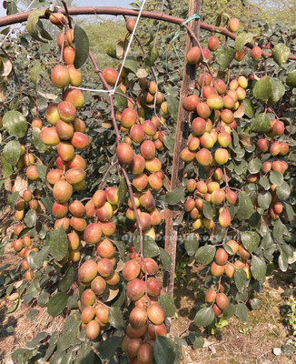 ABEFARIYA Ber Apple Plant(Hybrid, Pack of 1)