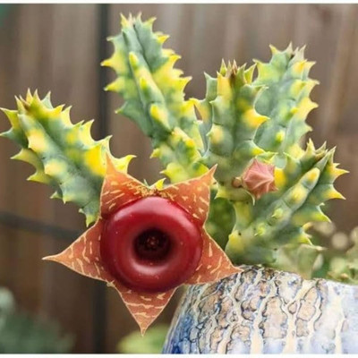 LifeShowMe Huernia Zebrina Variegated Plant(Hybrid, Pack of 1)