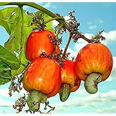 ABEFARIYA Cashew Plant(Hybrid, Pack of 1)