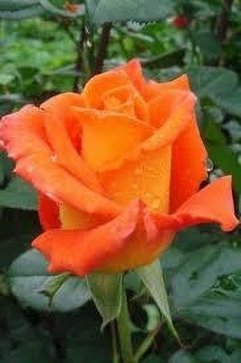 BREEZY BLOOMS Rose Plant(Hybrid, Pack of 1)