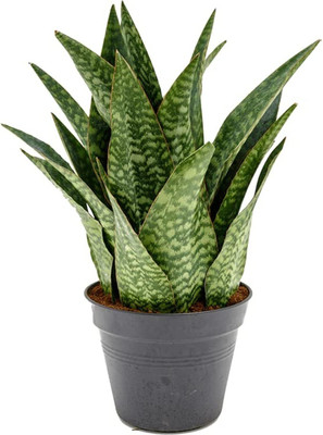GreenyOn Snake Plant(Hybrid, Pack of 1)