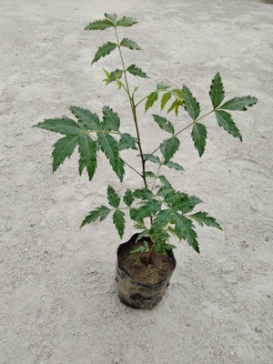 Cloud Farm Neem Plant(Hybrid, Pack of 1)