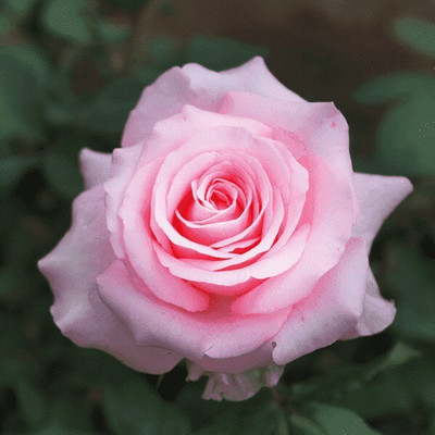CHOUDHARY PLANTHUB Rose Plant(Hybrid, Pack of 1)