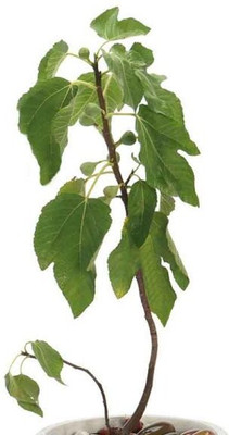 SHREYAGREEN Gular/Cluster Fig Plant(Hybrid, Pack of 2)