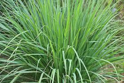 ZOOMGREEN Lemon Grass Plant(Hybrid, Pack of 1)