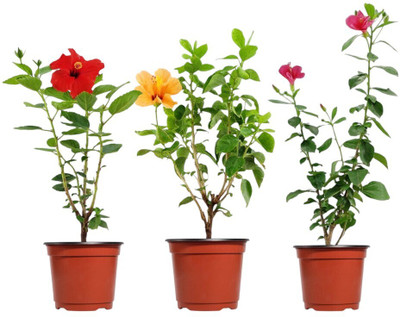 Cloud Farm Hibiscus Plant(Hybrid, Pack of 3)