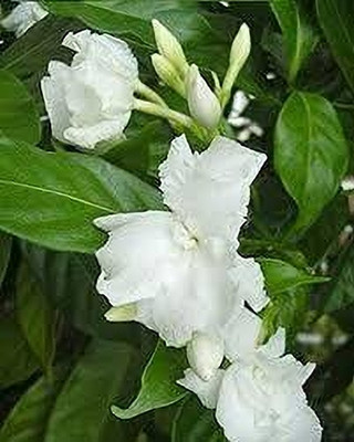 ABEFARIYA Jasmine Plant(Hybrid, Pack of 1)