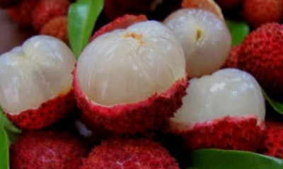 lichi Litchi Plant(Hybrid, Pack of 1)