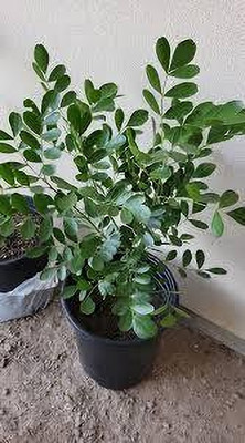 PRANTIK NURSERY Ber Apple Plant(Hybrid, Pack of 1)