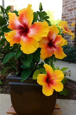Cloud Farm Hibiscus Gudhal Flower Plant(Hybrid, Pack of 1)