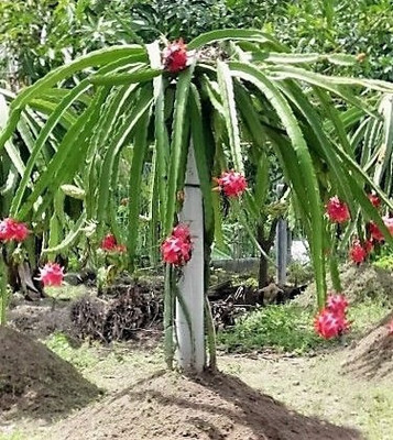 NALQUITS Pear Plant(Hybrid, Pack of 1)