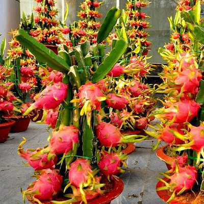 Cloud Farm Dragon Tree(Hybrid, Pack of 1)