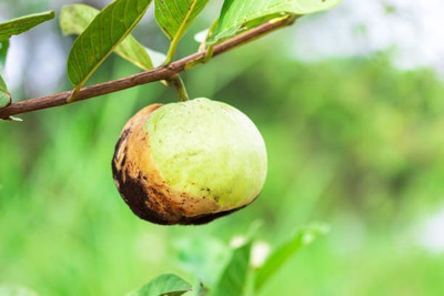 BEWPOLENA Guava Plant(Hybrid, Pack of 1)