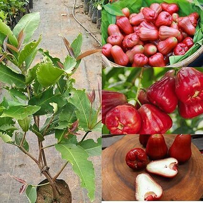Cloud Farm Java Plum Plant, Jamun Plant(Hybrid, Pack of 1)